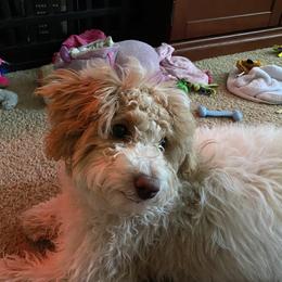 Cavapoo, Goldendoodle, and Labradoodle All Grown Up from Curls and Camo Pups
