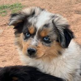 Leaf - Blue merle male Toy Australian Shepherd puppy in Nocona, Texas from Rafter O Toy Aussies and Mini Heelers
