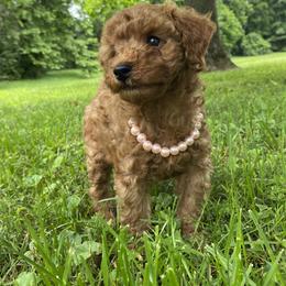 Poodle Puppies from Paige & Adele Poodles