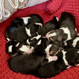 9th Choice - Black white and tan male Beagle puppy in Monticello, Georgia from Beaglelove