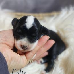 Colin - Black tri male Miniature Australian Shepherd puppy in Macomb, Missouri from Faunus Farms and Aussies