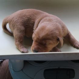 Brooke - Labrador Retriever puppy in Hilliards, Pennsylvania from Del-Star Kennels