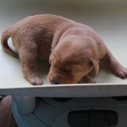 Brooke - Labrador Retriever puppy in Hilliards, Pennsylvania from Del-Star Kennels