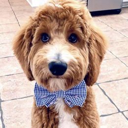 Bernedoodle and Goldendoodle All Grown Up from Kimberlee’s Kennels