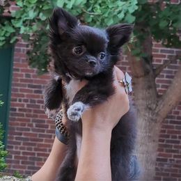 Blanche - Black and white female Chihuahua puppy in Washington from Maria's Chihuahuas