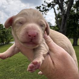 Bella - Cream female Dachshund puppy in Bentonville, Arkansas from T & D Dachshunds by design