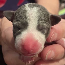Rat Terrier Puppies from Jaynie Cavin