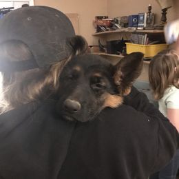 German Shepherd Puppies from Oregon German Shepherds