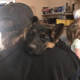 German Shepherd Puppies from Oregon German Shepherds