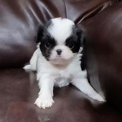 Curtis - Black and white male Japanese Chin puppy in Salem, Oregon from Chinnychinchinofsalem