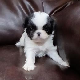 Curtis - Black and white male Japanese Chin puppy in Salem, Oregon from Chinnychinchinofsalem