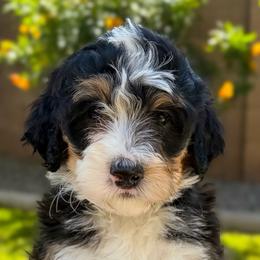 Yuma - Tri-color female Bernedoodle puppy in Gilbert, Arizona from 5280 Bernedoodles