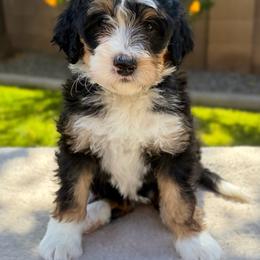 Yuma - Tri-color female Bernedoodle puppy in Gilbert, Arizona from 5280 Bernedoodles