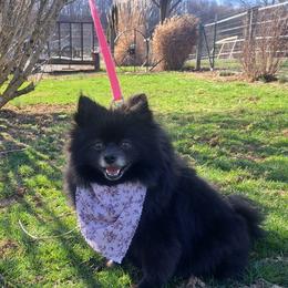 Lucy - Pomeranian