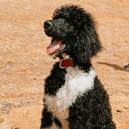 Stormie - Poodle