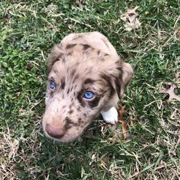 Australian Shepherd Puppies from Azzo Aussies