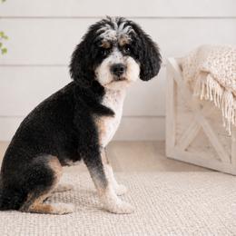 Tillie - Bernedoodle