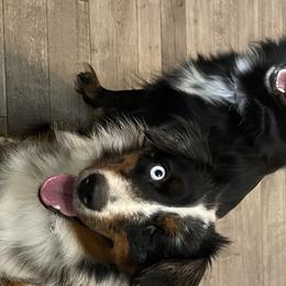 Miniature Australian Shepherds and Toy Australian Shepherds from Stone N Rose Kennels