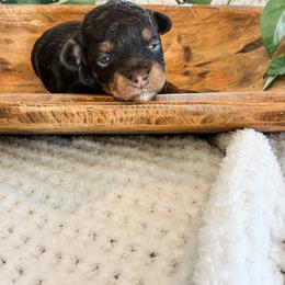 Charlie - Chocolate brindle female Havapoo puppy in Marquand, Missouri from Perfectly Playful Doodles