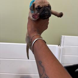 Mojito - Fawn female Great Dane puppy in Marble Falls, Texas from Notorious Great Danes