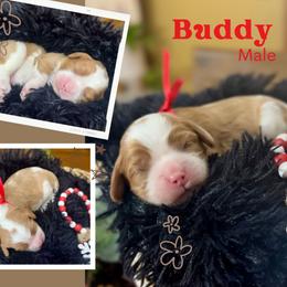 Buddy - Blenheim male Cavalier King Charles Spaniel puppy in El Dorado Springs, Missouri from Cavish's Missouri Cavaliers, Cavapoos, and Miniature Poodles
