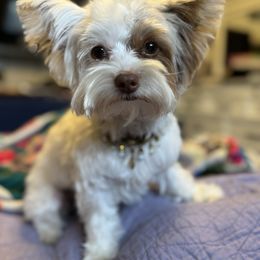 Yorkshire Terrier puppies from Cozy Coeur Yorkies