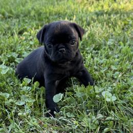 Pug Puppies from Pug Envy