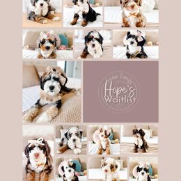 Bernedoodle puppies from Jordan Family Doodles