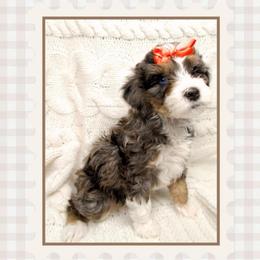 Cindy Lou - Merle female Bernedoodle puppy in Bowling Green, Ohio from Windy Creek Doodles
