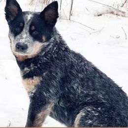 Ponch - Australian Cattle Dog
