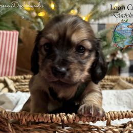 Nalu - Cream male Dachshund puppy in Fayetteville, West Virginia from Loop Creek Dachshunds