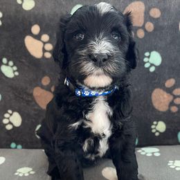 Dark Blue - Black and white male Sheepadoodle puppy in Archer, Florida from Gainesville Sheepadoodles
