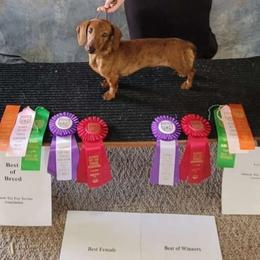 Ginger - Dachshund