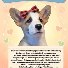 Rafiki - Sable female Pembroke Welsh Corgi puppy in Saint John, Washington from Fuzzbutt Farm's Corgis