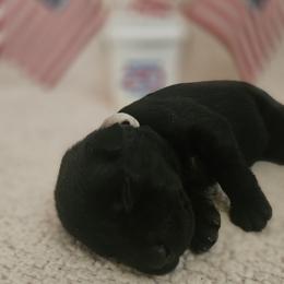 White - Black female Labrador Retriever puppy in Lubbock, Texas from Bentwood Cove Kennel