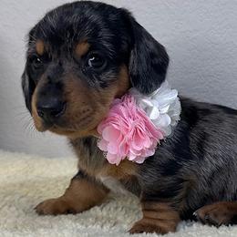 Dachshund Puppies from Shepherds Run Miniature Dachshunds