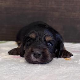 Babs Bunny - Black and tan female Dachshund puppy in Dothan, Alabama from Little House Pups