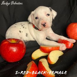 Dalmatian Puppies from Buckeye Dalmatians