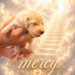 Mercy - Cream female Poodle puppy in Washington, Pennsylvania from Patriotic Poodles