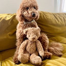 Melody - Goldendoodle