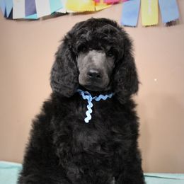 Poodle Puppies from Piccolo's Poodles