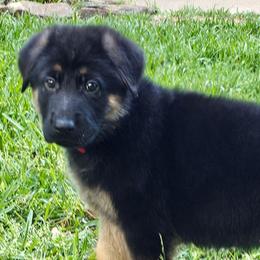 Fidelis - BT Male 2 - Black and tan male German Shepherd puppy in Conroe, Texas from Aus der Asche German Shepherds