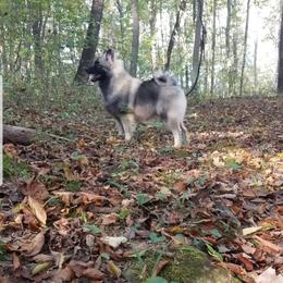 Keeshond Puppies from Hocking Hills Keeshonds