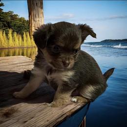 Chihuahua Puppies from Mystic Angels Chihuahuas