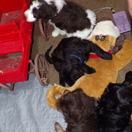 Aussiedoodle Puppies from Lotadoodle Farms