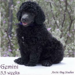 Poodle Puppies from Crystal Creek Standard Poodles