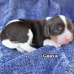 Guava Chocolate Tri Color - Chocolate female Cavalier King Charles Spaniel puppy in Nampa, Idaho from Heart Mountain Cavaliers & Floating Feathers Kennel