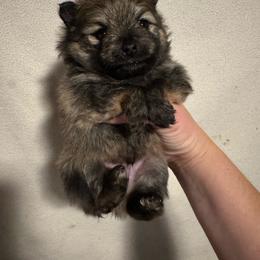Kit Kat - Orange sable male Pomeranian puppy in Corydon, Indiana from Kortes Pomeranians
