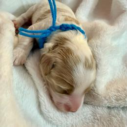Patriot - Parti male Goldendoodle puppy in Boise, Idaho from Goldendoodle Baby