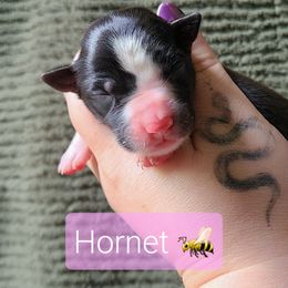 Hornet - Tri-color female Border Collie puppy in Olive Hill, Kentucky from SaturnMoon MAS & BC